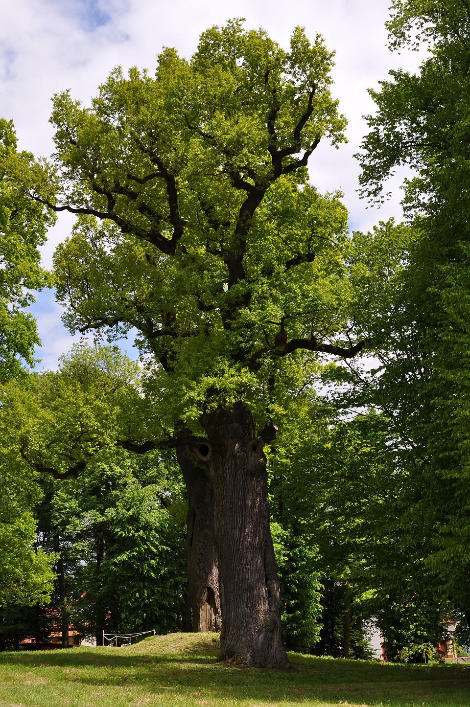 Dąb_Józef_z_Wiśniowej